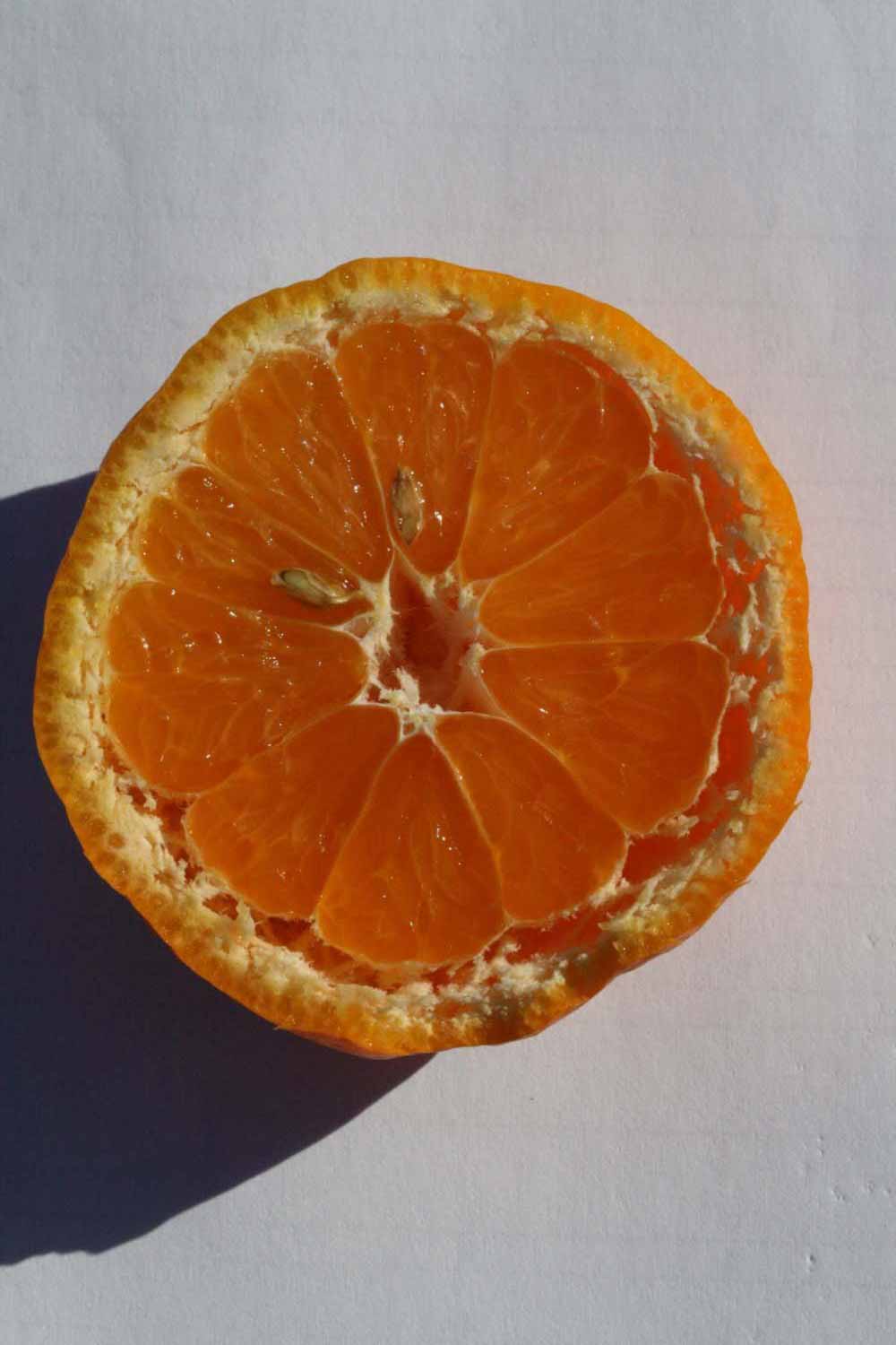              Fruit cross-section (Riverside, CA)       